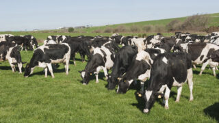 Farming abroad: From car sales to milking cows in New Zealand