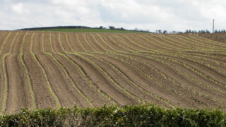 The US has approved a drone to spray crops with pesticides