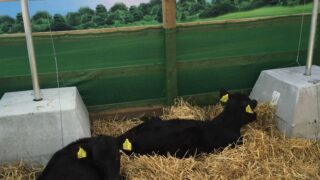 Young farmers have the chance to rear six calves and win £6,000