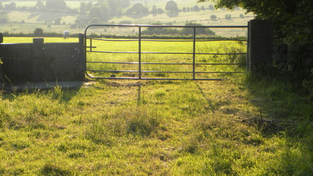 GLAS grass