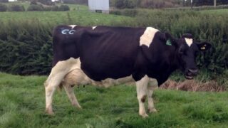 A Kiwi cow has sold for over €13,000 at auction