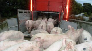 Pork producers hit by weak demand and strong supplies