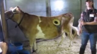 Holy cow: Window in cow’s side shows what cud happen during digestion!