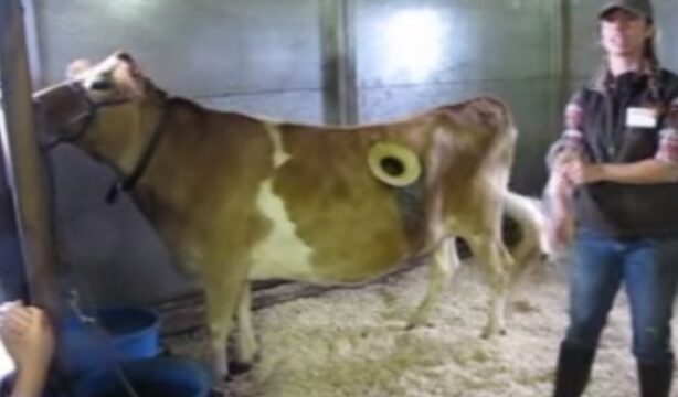 Cow