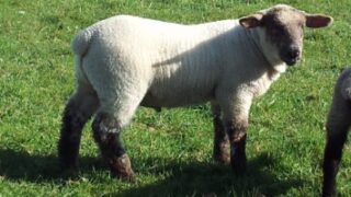 Lambs die after their ears are cut off in ‘sick’ attack