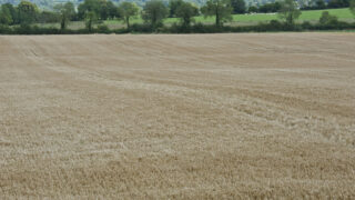 ‘Favourable crop conditions in Ireland; EU crops above average’