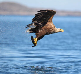 NSA urges caution over releasing more sea eagles into the wild