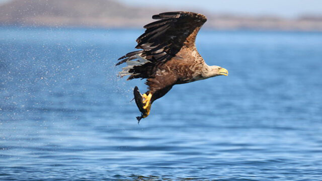 White-tailed Sea Eagle