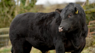 Why you should vaccinate the bull as well as the whole herd