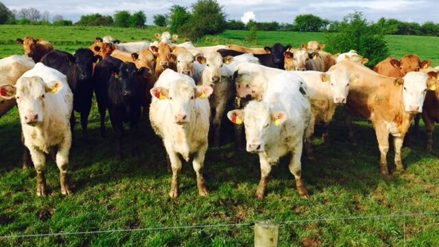 beef cattle