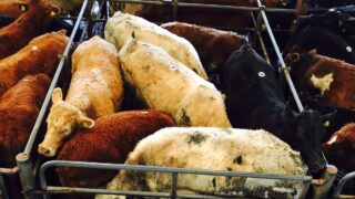‘Beef cartels need to be challenged – not strengthened’