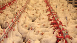 Campylobacter found in 73% of UK chickens