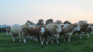 Gap widens in UK between farmgate and retail price for beef