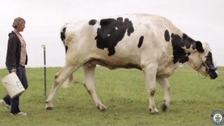 Video: Meet Blosom, the tallest cow in the world ever!
