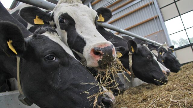 dairy, fodder shortage