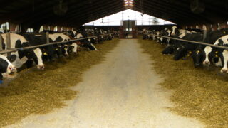 Pics: A 1,550ha Swedish dairy farm that milks 720 cows