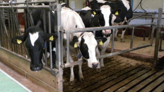30% of Swedish dairy farms now milk with robots