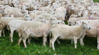 Producing wool is ‘too expensive’ so farmer turns to Easycare sheep