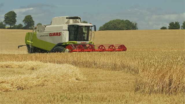 Barley harvest with combine