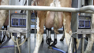 Dairygold cuts its February milk price