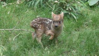 World’s smallest deer born in the US