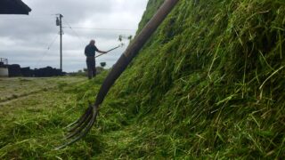 Find out how to make more from forage at this year’s Livestock Event