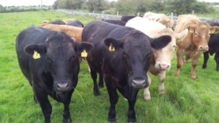 UK prime cattle slaughterings down 8% from 2014