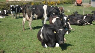 Dairy farmers – last nine months have been tough? Real problems to hit next spring