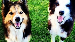 50% of EU vets focus on pets and just 18% of focus on farm animals