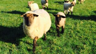 ‘Weaning is the time to check ewes for culling’