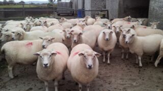 MEPs vote to ban cloning farm animals, cloned food and imports