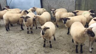Imports of Northern lamb for slaughter up 4% on 2014