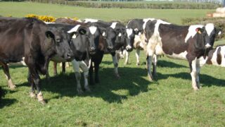 How one dairy farmer milks 90 cows but owns no land