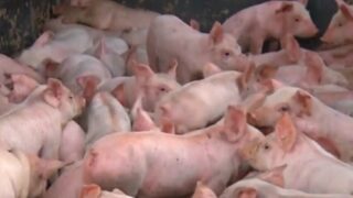 Video: These little piggies did not go to the market – 2,200 piglets escape