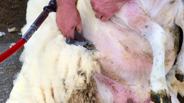 shearing shepherdess