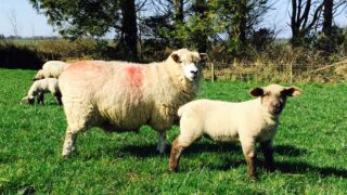 EU sheepmeat imports up 15% from 2014