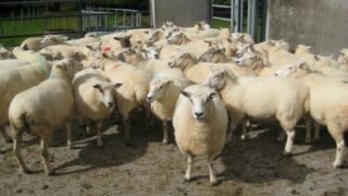 Irish sheepmeat exports to the UK have increased