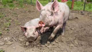 Locals object to farm plans for 30,000 pigs