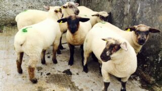 Sheep kill remains (10,000) ahead of last year