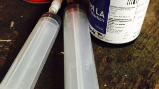 The US is to ban antibiotics being used in animal feed