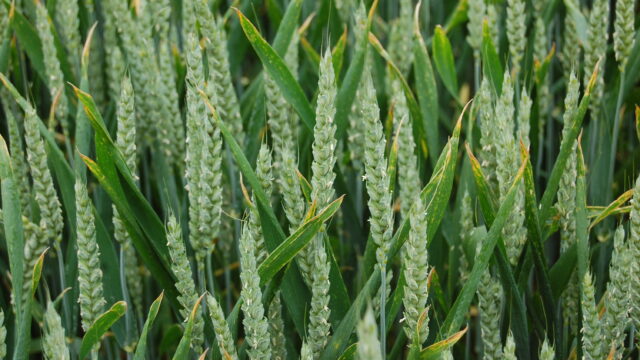 Septoria