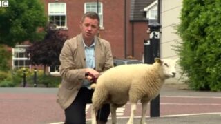 Video: BBC reporter left feeling sheepish after lamb has ‘wee moment’