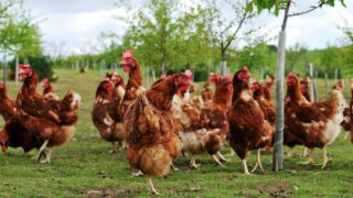 Bird keepers advised to ‘remain vigilant’ as bird flu hits parts of Europe