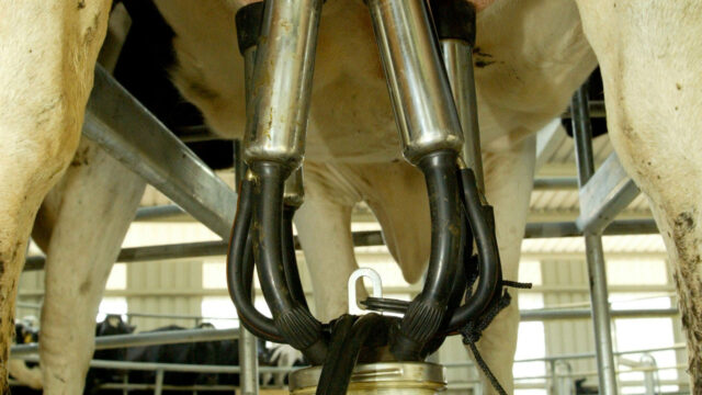 milking milk production