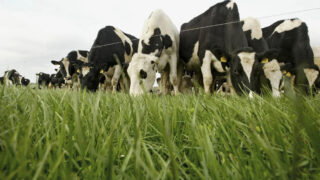 Dairygold holds its August milk price