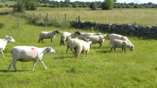 ‘There is potential for UK lamb on the US market’