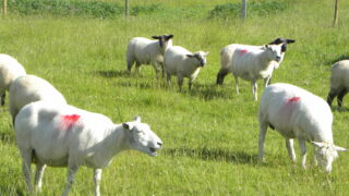 Weak euro sees Irish sheepmeat exports to the UK jump in May