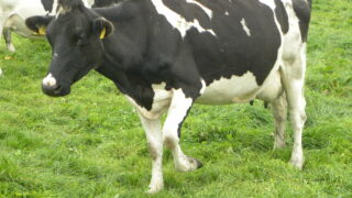Scottish dairy herds down but total cow numbers up