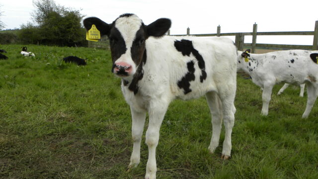 sexed semen calf