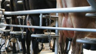 Arla UK cuts milk price for third consecutive month